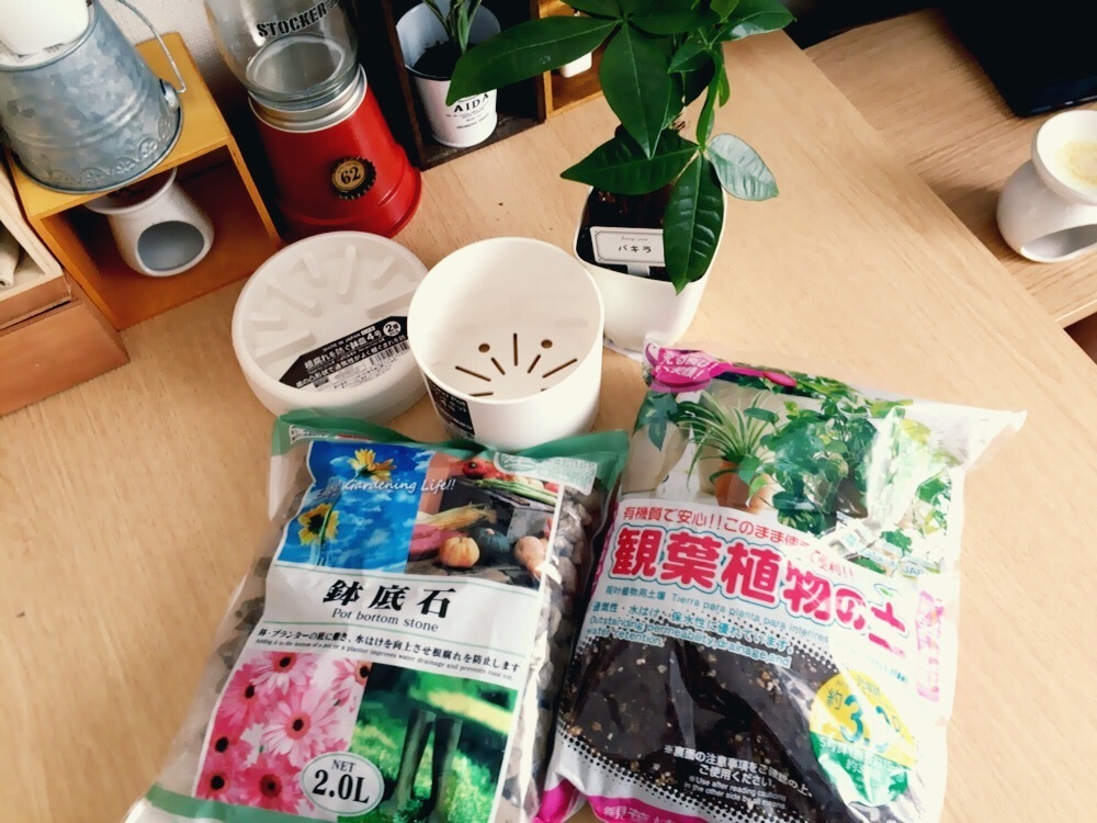 100均観葉植物 パキラを育てる Free Life